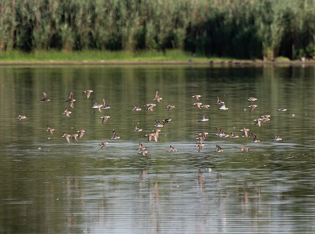 A flock of sandpipers flying across a lake