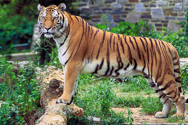 Bengal tiger